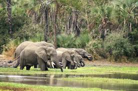 Gorongoza Safari