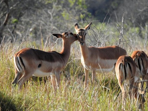 [SFR] Reserva Especial de Maputo