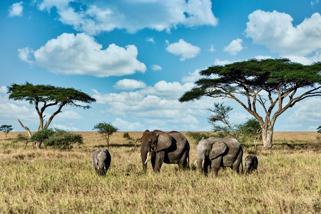 Kruger National Park